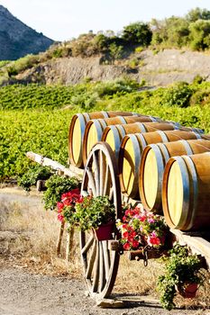 vineyard with barrels, Villeneuve-les-Corbieres, Languedoc-Roussillon, France