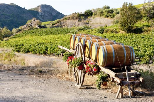 vineyard with barrels, Villeneuve-les-Corbieres, Languedoc-Roussillon, France