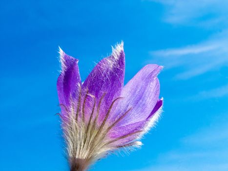 Blooming Pasque Flower (Pulsatilla patens) close-up against blue sping sky.