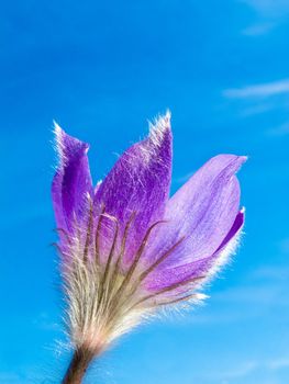 Blooming Pasque Flower (Pulsatilla patens) close-up against blue sping sky.
