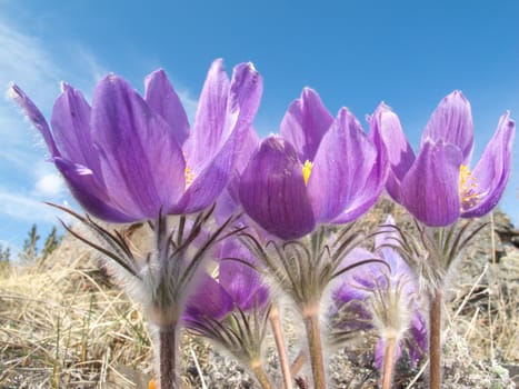 Close-up Pasque Flowers (Pulsatilla patens) blooming in their natural environment in the Yukon Territory, Canada.