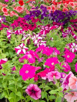 Horticulture: Lots of multi-colored petunias for sale in commercial garden center.