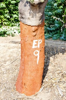 cork oak, Alentejo, Portugal