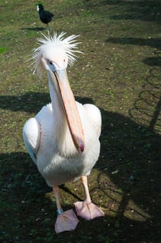 Pink pelican on brown ground, outdoor shoot