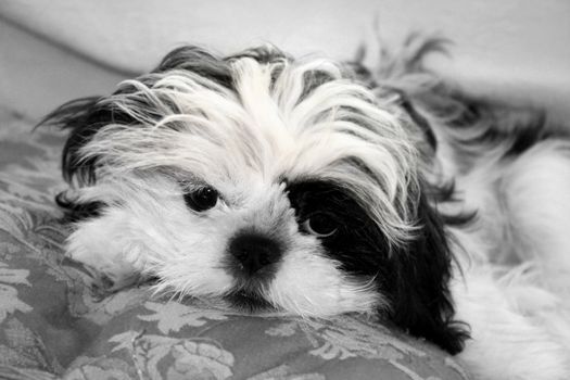 A Black and White shih tzu puppy looking right at the camera.  Image is done in black and white.
