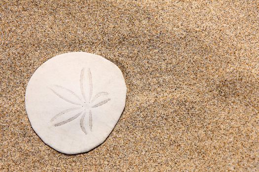 Close up of beautiful white sand dollar on the beach