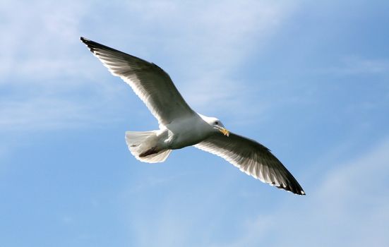 Seagull in the flight with wings wide spread; photographed in a sunny summer day with a clear blue sky and light clouds.