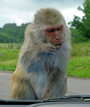 A Monkey trying to eat a stick.