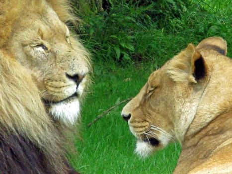 A male and female lion laying in the grass.