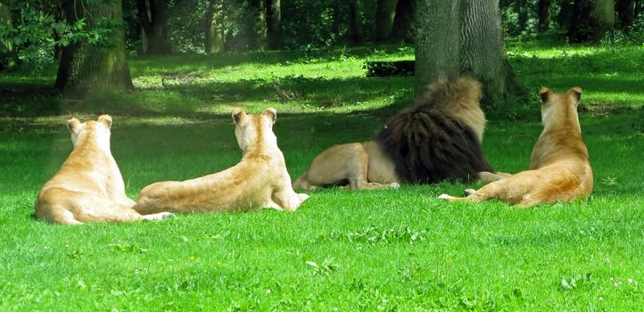 A male and 3 female lions laying in the grass.