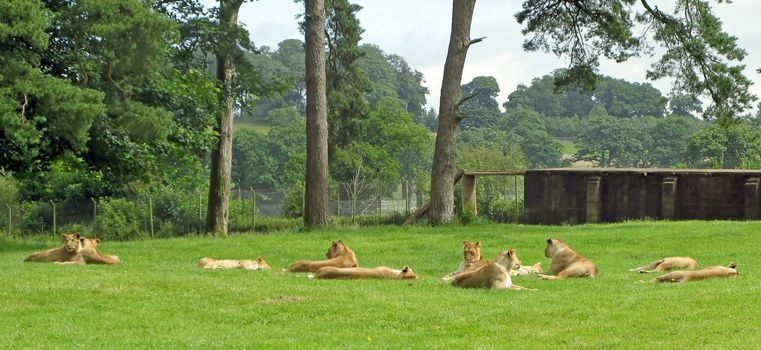 Lionesses laying in the grass in a safari park