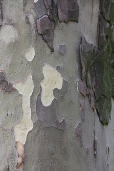 Close up of the plane tree bark texture.