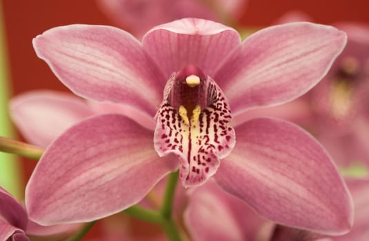Pink orchid flower