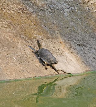 Little turtle is resting near water