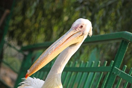 Close up of the pelican's head.