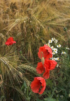 Poppies and daisies growing on the edge of the rye field