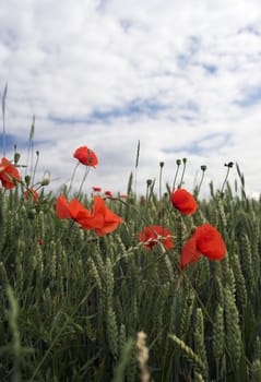 Poppies on the wheat field