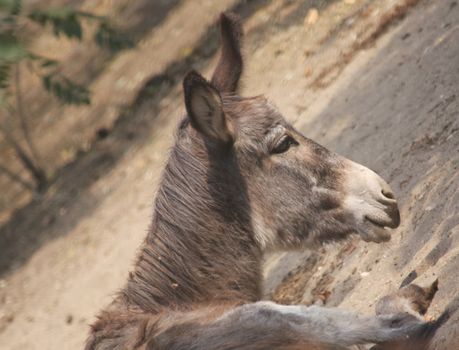 Close up of the resting donkey. Background.