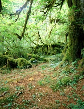 Hoh Rainforest in Washington
