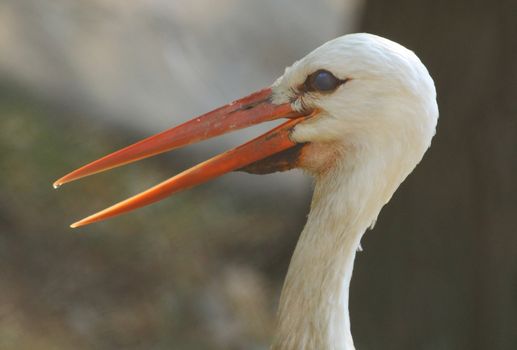 Close up of the stork's head. Daylight.