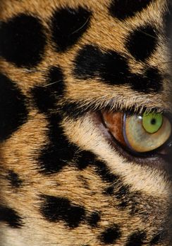 Close up of the leopard's eye.