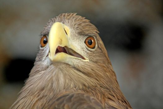 Close up of the eagle's head.