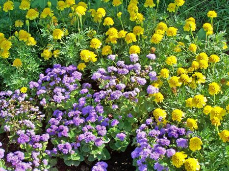 Purple ageratum and yellow tagetes blossoms carpet.