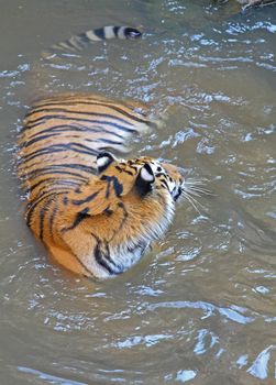 Big swimming tiger.