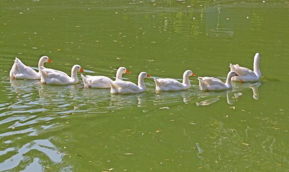 Seven funny geese swimming in a queue. Following the leader.