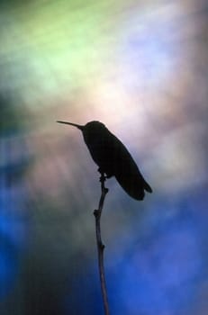 Silhouette of hummingbird