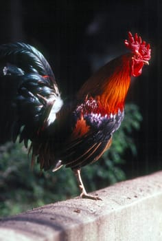 Rooster  standing on fence