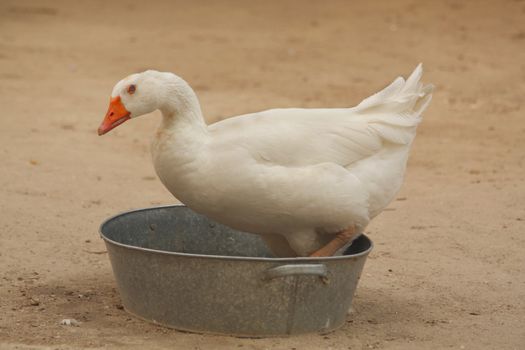 Close up of the goose sitting in the bowl.
