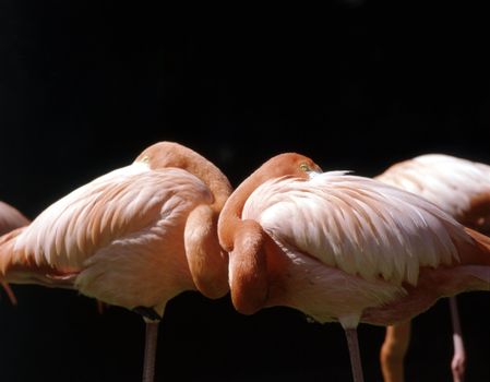 Flamingos resting