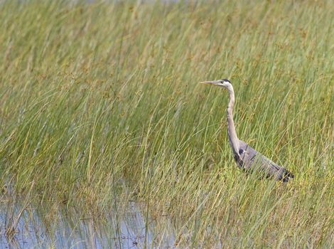 A great blue heron in the reeds of a lake margin.