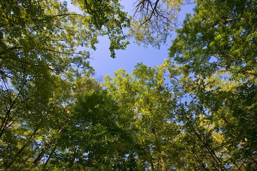 Sunlight through a forest canopy on a green summer evening with a blue sky in the north woods of minnesota.