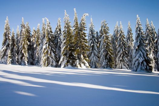 winter landscape with conifers
