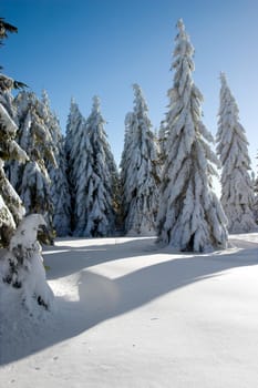 winter trees