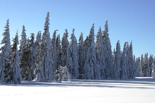 winter landscape with conifers