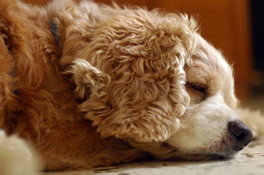 exhausted cocker spaniel sleeping at home