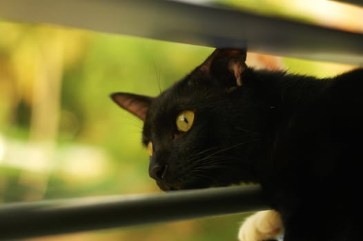 black kitty looking out from window