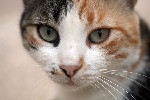 Close up of a cat stare