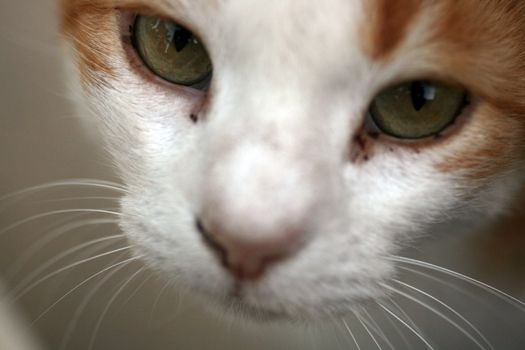 detailed close up of a cat