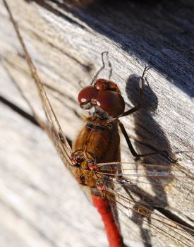 A 1:1 magnification of a dragonfly's eyes and wing joints
