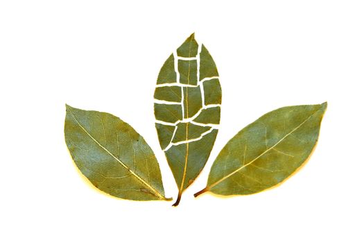 three leaves of bay