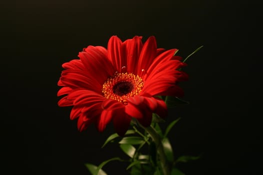 red gerbera on white background