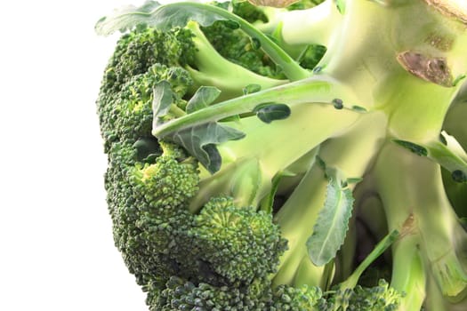 green head of broccoli before a white background