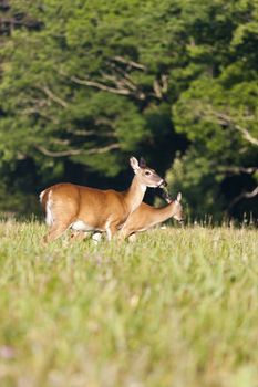 white tail deer shot in the spring grazing on grass