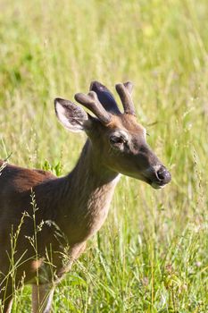 white tail deer shot in the spring grazing on grass