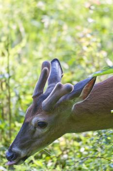 white tail deer shot in the spring grazing on grass