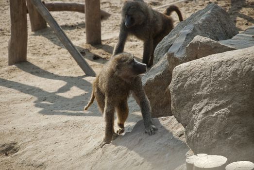 Baboons, African and Arabian Old World monkeys, belonging to the genus Papio